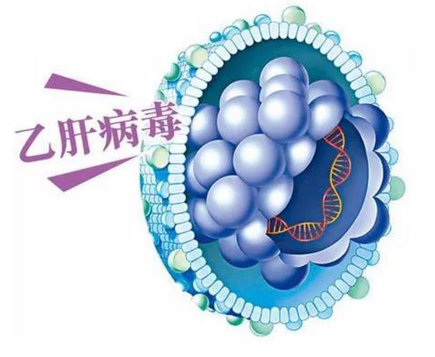 7月28日“世界肝炎日”| 孕媽媽感染乙型肝炎病毒，娃娃一定就要遭？
