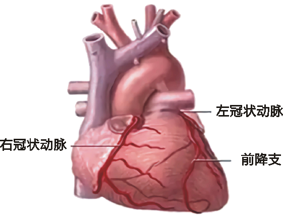 冠狀動(dòng)脈造影術(shù)